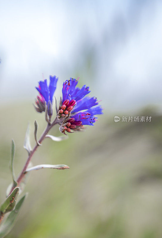 Moltkia coerulea是一种野花，生长在山区。